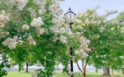 July 2021: Crepe Myrtle Month